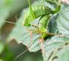 Leptophyes punctatissima